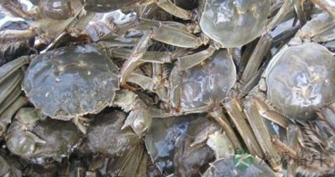 螃蟹怎么挑选