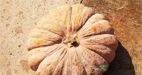 老南瓜的功效与作用