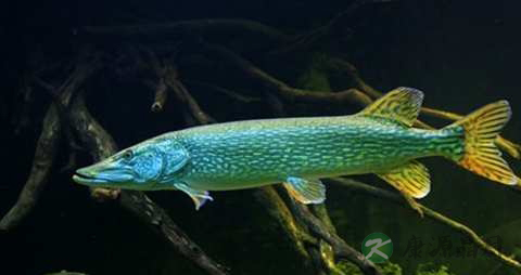 梭子鱼的营养价值_吃梭子鱼的好处