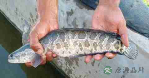 乌鱼的吃法_哪些人不能吃乌鱼