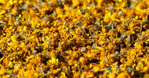 野菊花茶的营养价值_吃野菊花茶的好处
