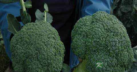 青花菜的营养价值_吃青花菜的好处