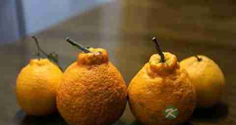 丑橘的营养价值_吃丑橘的好处