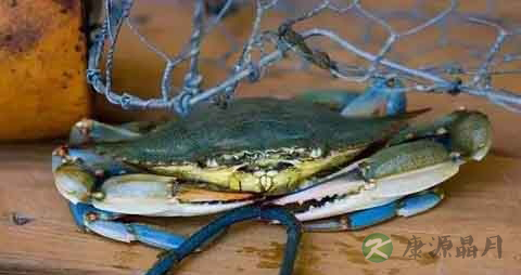 蓝蟹的营养价值_吃蓝蟹的好处