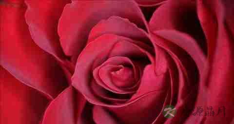 玫瑰花的营养价值_吃玫瑰花的好处