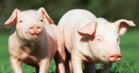 猪肉的营养价值_吃猪肉的好处