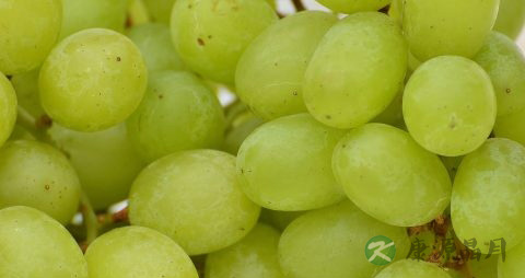 葡萄的正确吃法