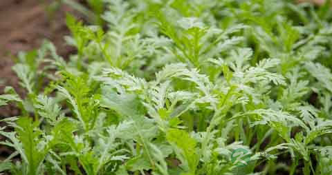 雪里红的吃法_哪些人不能吃雪里红 雪里红的吃法_哪些人不能吃雪里红