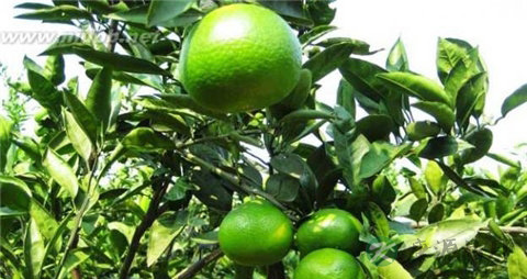 柑橘和橙子的区别