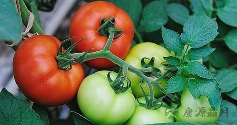 西红柿怎么做好吃又简单