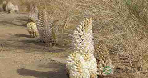 肉苁蓉的吃法_哪些人不能吃肉苁蓉