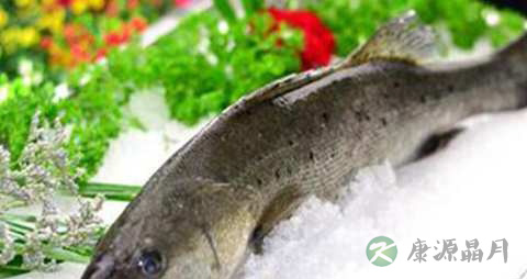 海鲁鱼的营养价值_吃海鲁鱼的好处 海鲁鱼的营养价值_吃海鲁鱼的好处