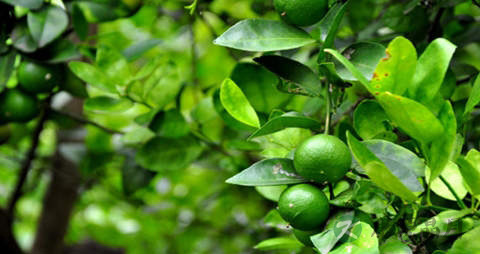 青柠的营养价值_吃青柠的好处