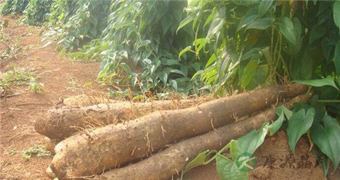 山药豆和山药的区别