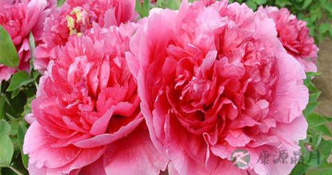 牡丹花的吃法_哪些人不能吃牡丹花