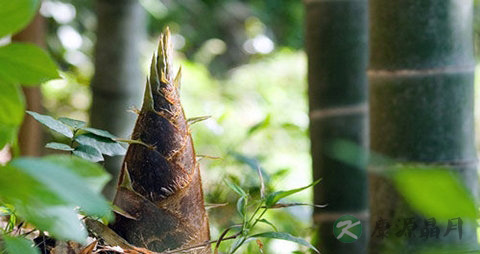 笋和啤酒能一起吃吗