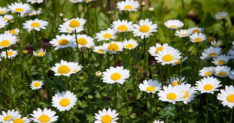 野菊花茶的营养价值_吃野菊花茶的好处