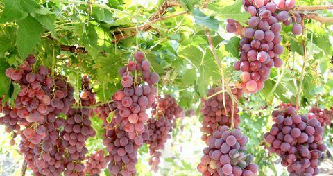 葡萄开裂还能吃吗