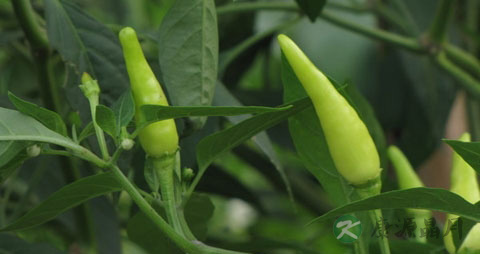 朝天椒的营养价值_吃朝天椒的好处