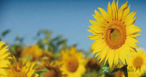 葵花籽油的吃法_哪些人不能吃葵花籽油