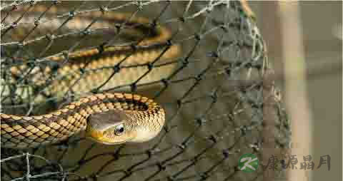 水蛇的营养价值_吃水蛇的好处 水蛇的营养价值_吃水蛇的好处