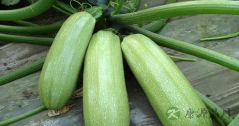 减肥笋瓜的吃法_哪些人不能吃减肥笋瓜