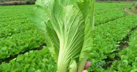 大叶芥菜的营养价值_吃大叶芥菜的好处