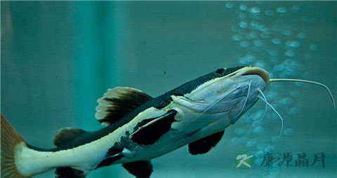 乌江鱼和鲶鱼的区别