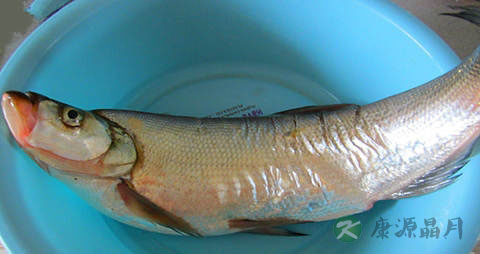 岛子鱼的吃法_哪些人不能吃岛子鱼