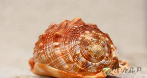 香波螺的营养价值_吃香波螺的好处