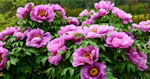 牡丹花的营养价值_吃牡丹花的好处