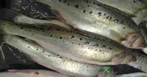 海鲈鱼的吃法_哪些人不能吃海鲈鱼