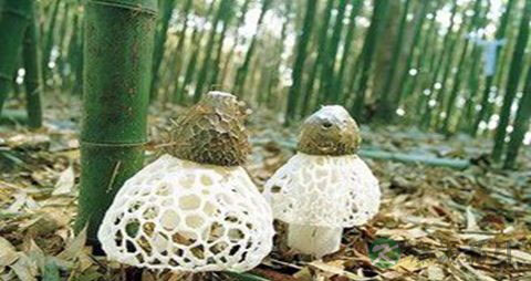 短裙竹荪的吃法_哪些人不能吃短裙竹荪