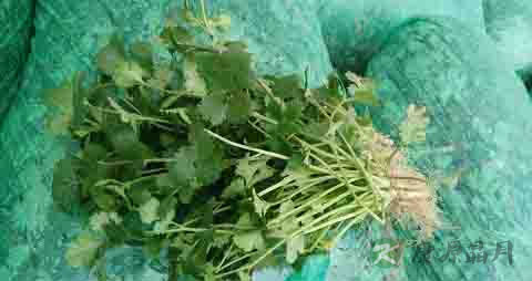 小叶香菜的吃法_哪些人不能吃小叶香菜