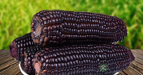 黑玉米的吃法_哪些人不能吃黑玉米