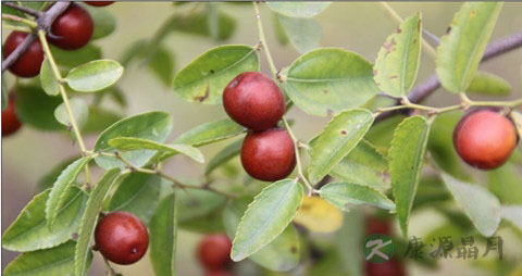 野山枣的吃法_哪些人不能吃野山枣