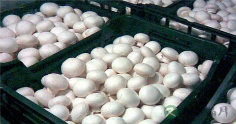 白蘑菇的营养价值_吃白蘑菇的好处