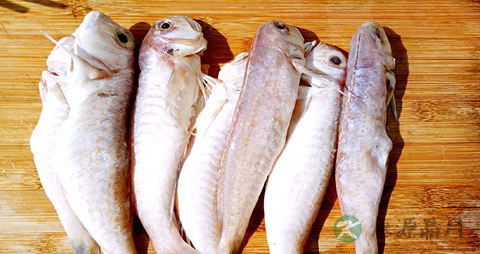 丝丁鱼的营养价值_吃丝丁鱼的好处