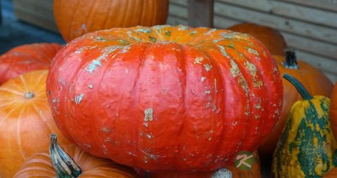 嫩南瓜降血糖还是老南瓜降血糖