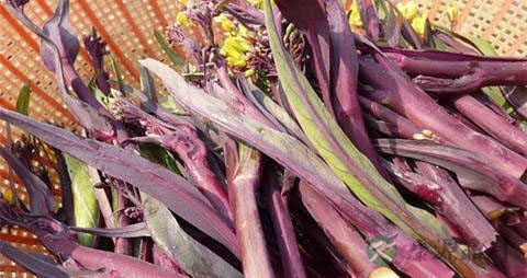 红油菜苔的吃法_哪些人不能吃红油菜苔