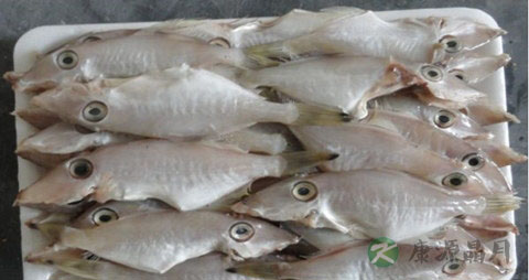 绿鳍马面豚的吃法_哪些人不能吃绿鳍马面豚