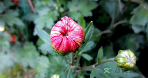 菊花蕾的营养价值_吃菊花蕾的好处