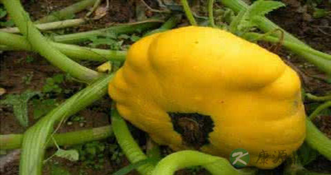 飞碟瓜的营养价值_吃飞碟瓜的好处