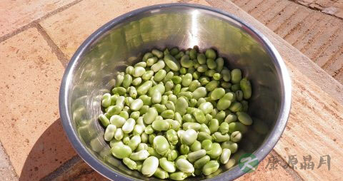 煮蚕豆为什么发黑 煮蚕豆为什么发黑