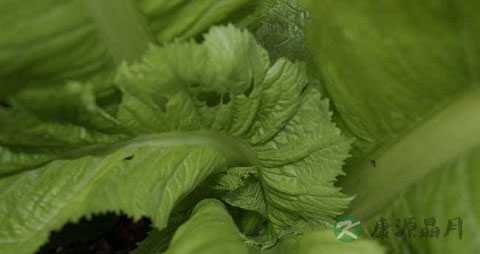 叶用芥菜的营养价值_吃叶用芥菜的好处