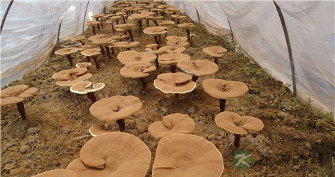 灵芝的营养价值_吃灵芝的好处