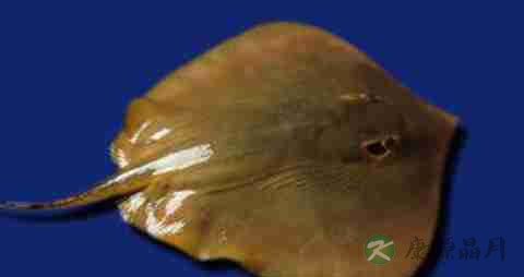 孔鳐的营养价值_吃孔鳐的好处