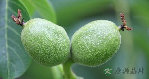 新鲜核桃是什么味道