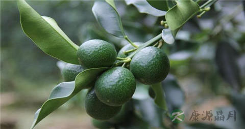 青金桔的吃法_哪些人不能吃青金桔