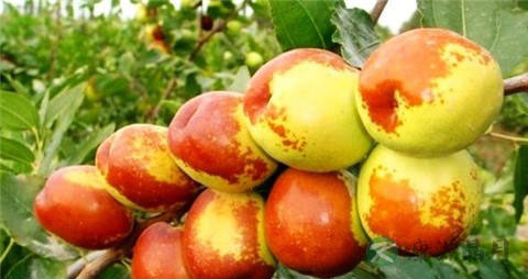 梨枣的营养价值_吃梨枣的好处